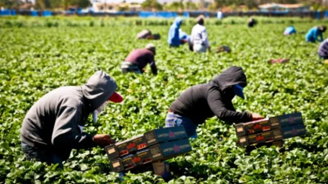 Más trabajadores en el campo