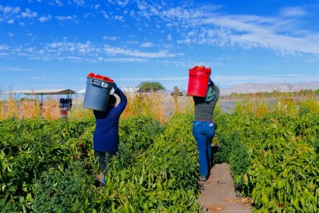 Dos trabajadores del campo