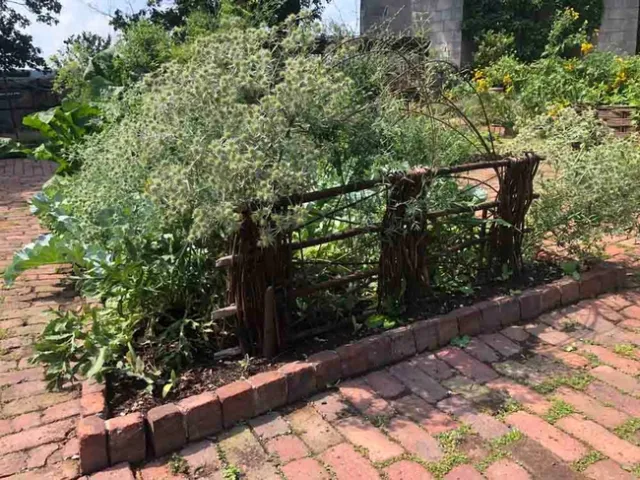 Monastic herbal Garden at The Cloisters in NYC. Debi Durham