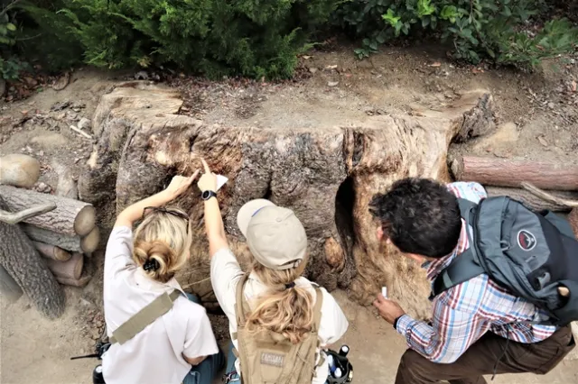 Invasive shothole borers on an