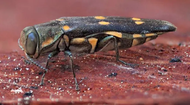 Adult goldspotted oak borer