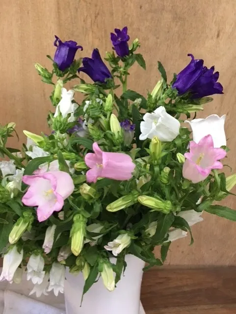 Canterbury Bells-three colors. photos by Heather Hamilton
