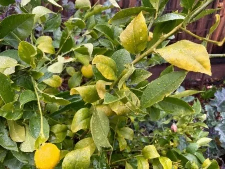 Winter yellowing on lemon leaves