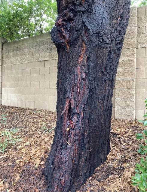 Eucalyptus tree with pest damage. photos by Michelle Davis