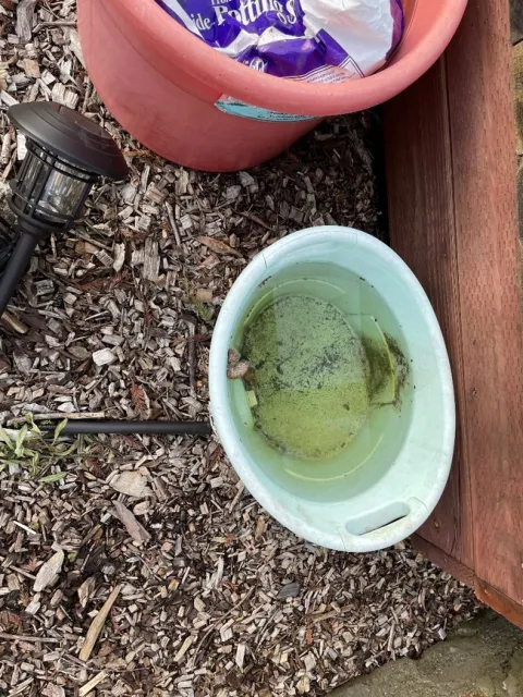 photos by Brenda Altman