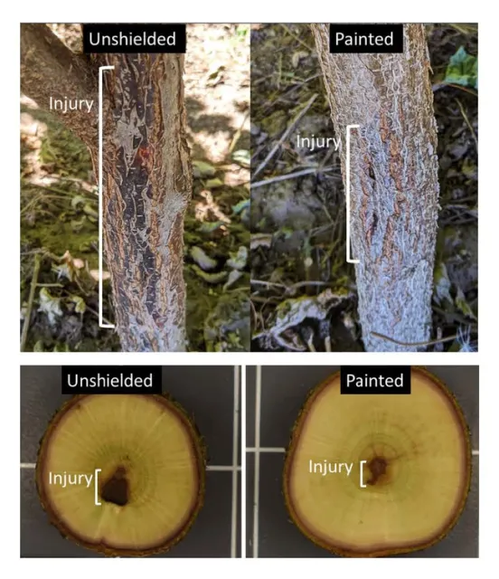 Figure 3: External (top photo) and internal (bottom photo) injury was measured in unshielded and painted hazelnut trunks, showing a reduction of injury in painted trunks. The trees pictured were sprayed with 224 fluid ounces per acre of glufosinate (4x the legal label rate).