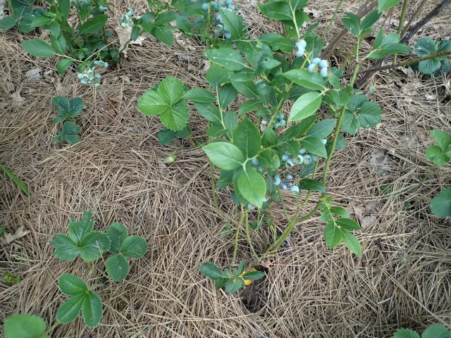 01-11-23_MD_Pine_Needle_Mulch_Photo_by_Summer_Brasuel
