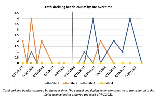 darkling beetle counts over time