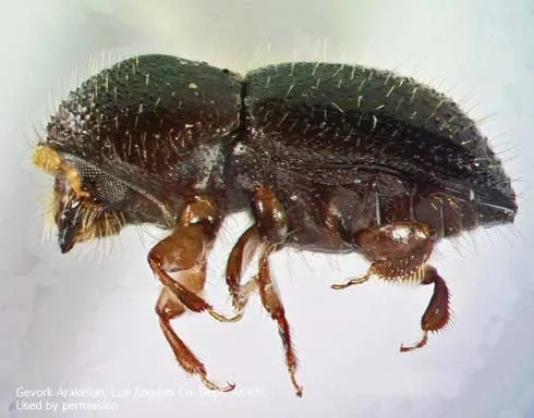 invasive shot hole borer