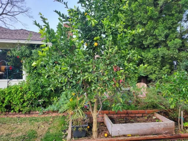 Bearss Lime Tree - Photos by Paula Pashby