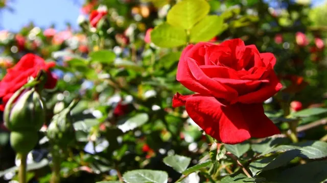 Red roses on a bush.