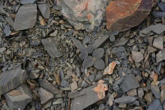 This photo is of a camouflaged very difficult to see Corydalis hemidicentra growing in SW China.
