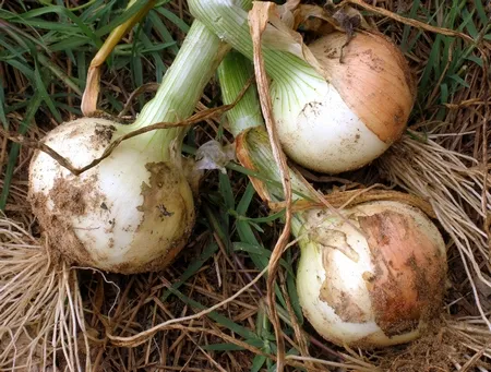 Photo of onion bulbs