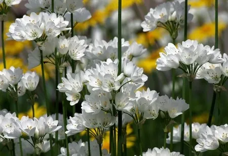 Photo of onion flowers