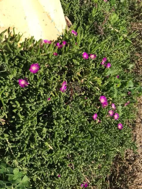 Magic Carpet iceplant. photo by Karen Metz