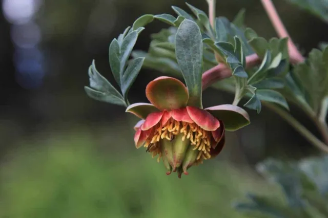 Native peony. J. Jewell and J. Whittlesey