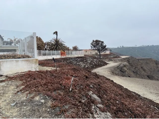 Scorched groundcover leads up to a wall of glass panels.