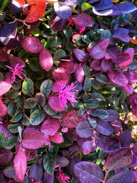 Photo by Deborah Light-Pacheco