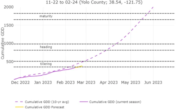 Figure 3. Estimated growth stage for common wheat planted in Yolo County on 11-22-2022 as of 2-15-2023.