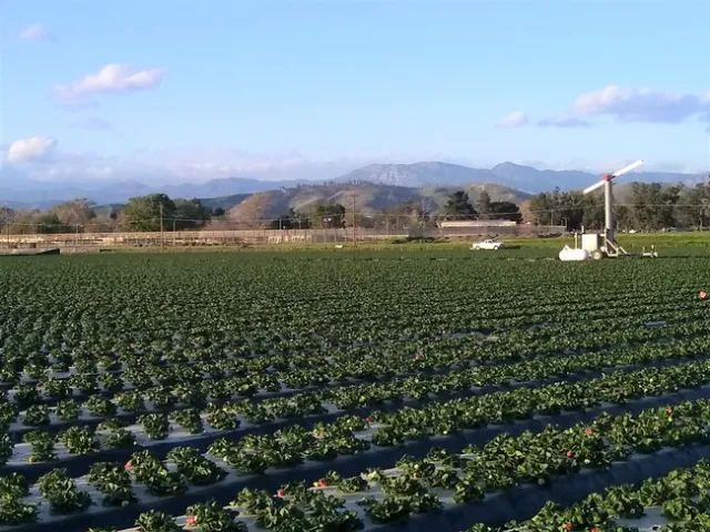 Strawberries planted on a farm site with mountains in the distance