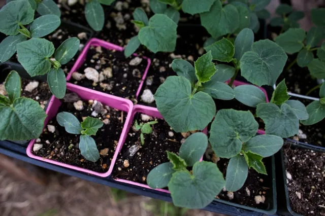 Young seedlings ready for transplanting into the ground.