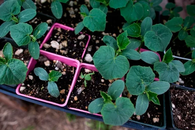 Dark green seedlings in a tray ready for planting.