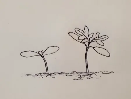 Drawing of seedling