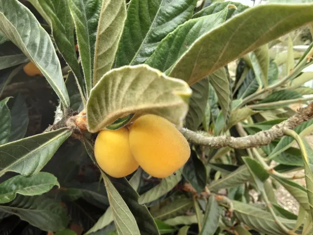 Photo by Phyllis Molnar