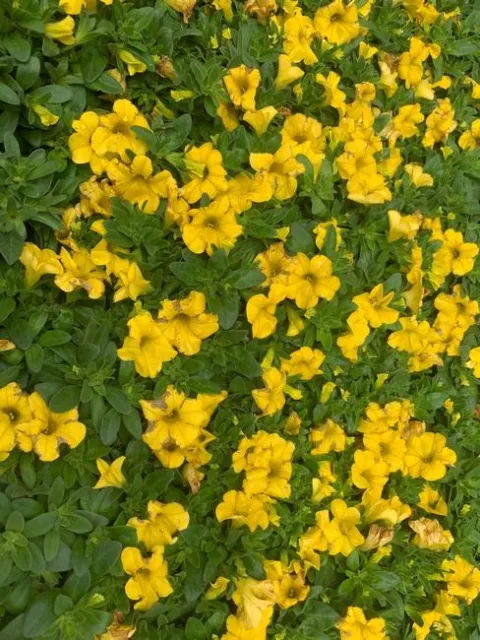 Photo by Deborah Light-Pacheco