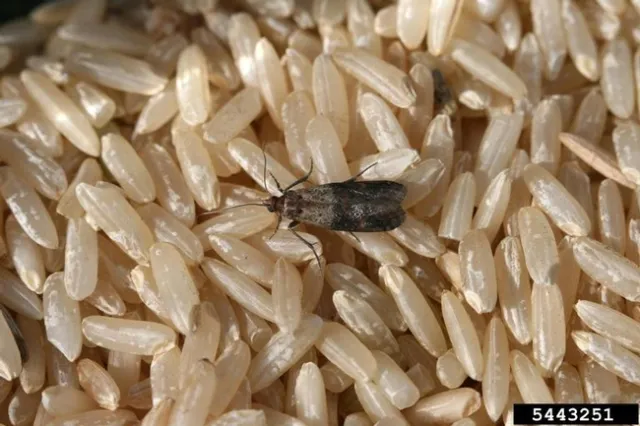 Indian meal moth (Plodia interpunctella). Photo: Whitney Cranshaw, Colorado State University, Bugwood.org