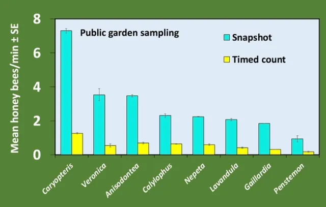 Graph of honey bees per minute by sampling method at a public garden