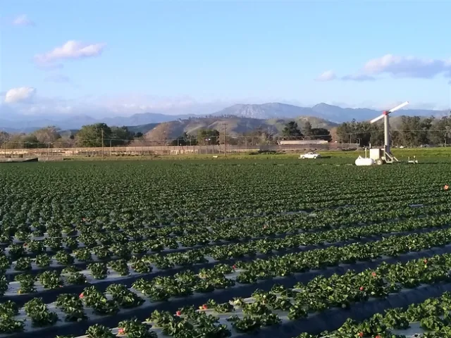 Strawberry field