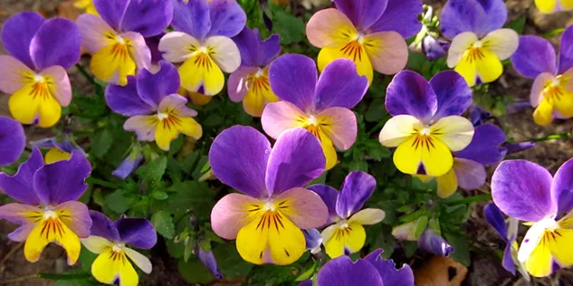 Viola tricolor