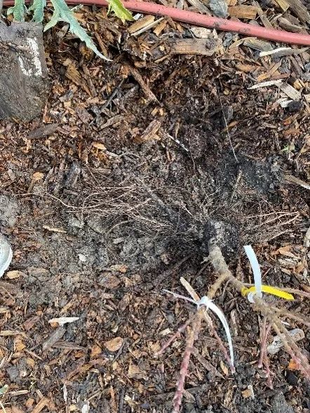 bareroot fruit tree being planted 2 baltman 2023