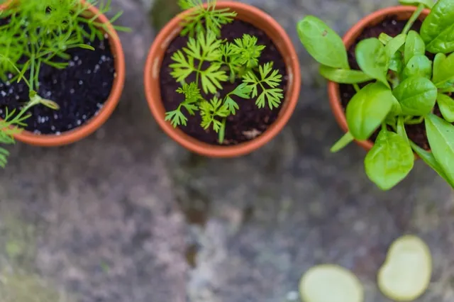 Young seedling herbs in pots