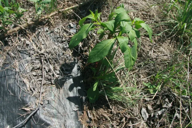 Figure 2. Pokeweed growing on the edge of the tarp.