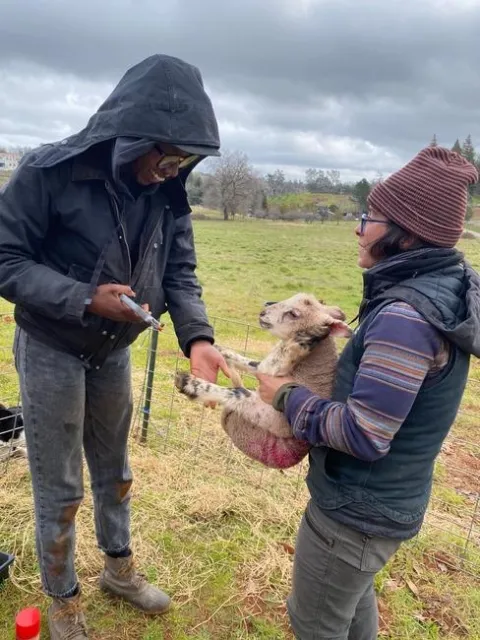 New livestock producers - learning to manage sheep