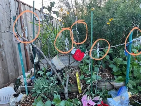 trees that were grafted