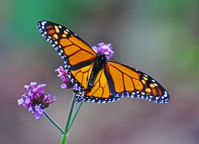 Monarch Butterfly (Danaus plexippus) by AcrylicArtist is licensed under CC BY 2.0.