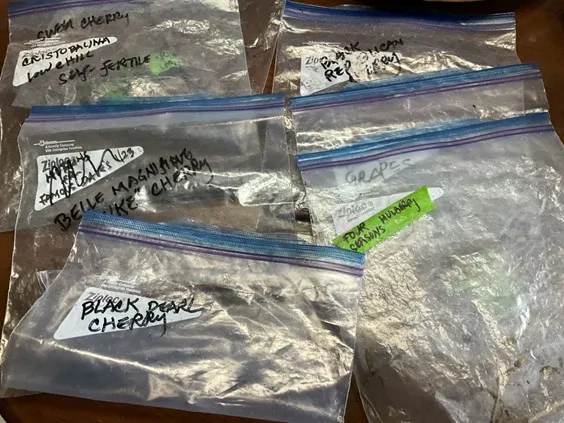 photo by Tina Saravia