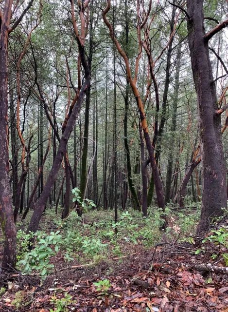 View from Forest Stewardship Workshop Field Day, Napa County.