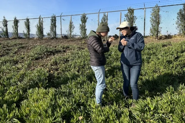 Kirsten Pearson (izquierda) y Yu-Chen asesoras de UCANR, buscan entre las plantas los trips o insectos