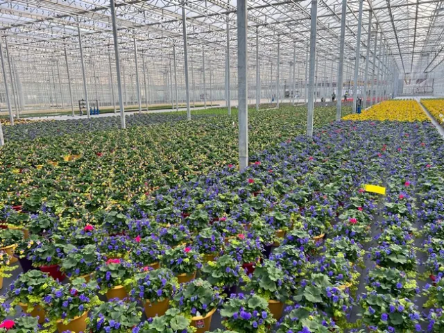 Rows of yellow and purple potted flowers.