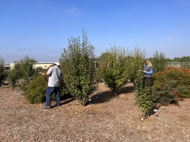 Los voluntarios clasifican las plantas durante el evento Puertas abiertas en el otoño, en el Centro de Investigación y Extensión de South Coast en agosto del 2022. Fotos de Saoimanu Sope.