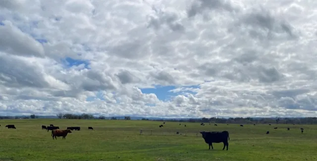 Cattle grazing on annual rangeland in Western Placer County - March 20, 2023