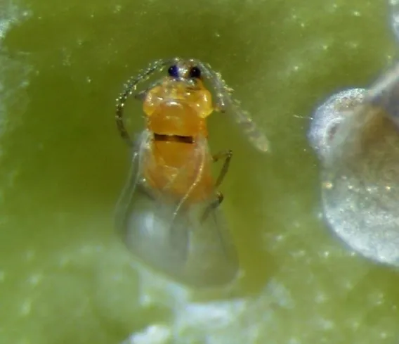 Figure 2. CRS male adult (left) and CRS males on trap card (right)