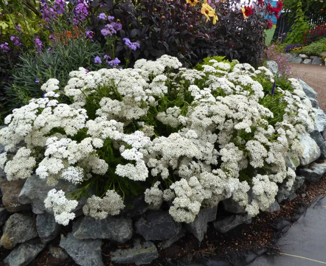 Photo Courtesy of Annie's Annuals & Perennials