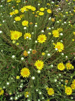 Photo Courtesy of Annie's Annuals & Perennials