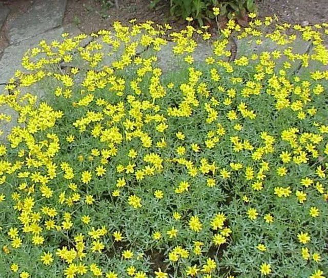 Photo Courtesy of Annie's Annuals & Perennials