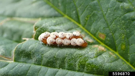 Egg mass of the spined assassin bug by Whitney Cranshaw, Colorado State University, Bugwood.org
